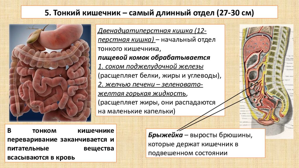 Тонкий кишечник