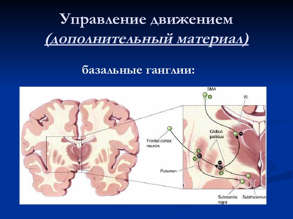 Базальный. Базальные ганглии физиология. Прямой путь базальных ганглиев. Функции базальных ганглиев физиология. Селективные некрозы базальных ганглий.