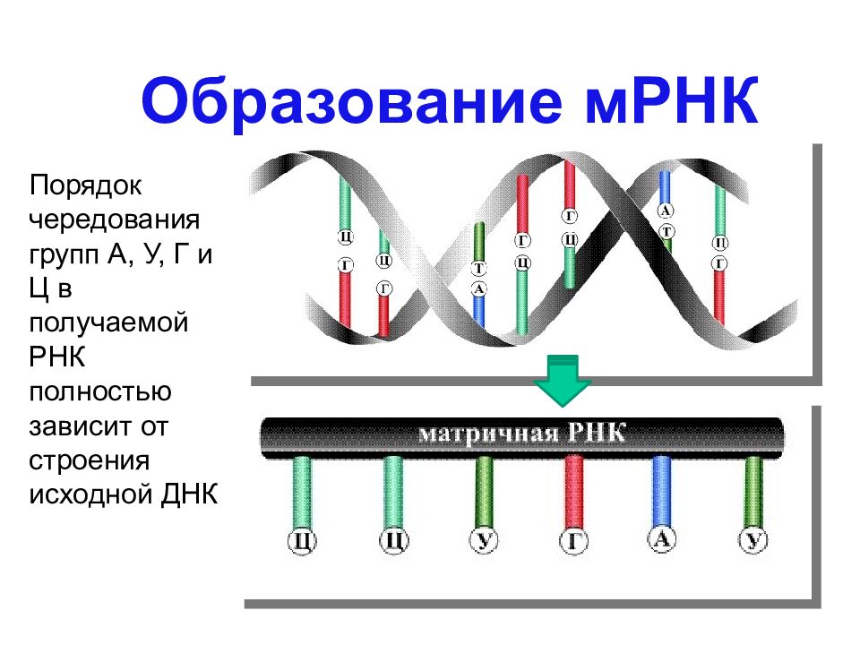 Мрнк продукты. Матричная РНК схема. Матричная РНК строение. Транскрипция МРНК. Образование и-РНК по матрице ДНК.