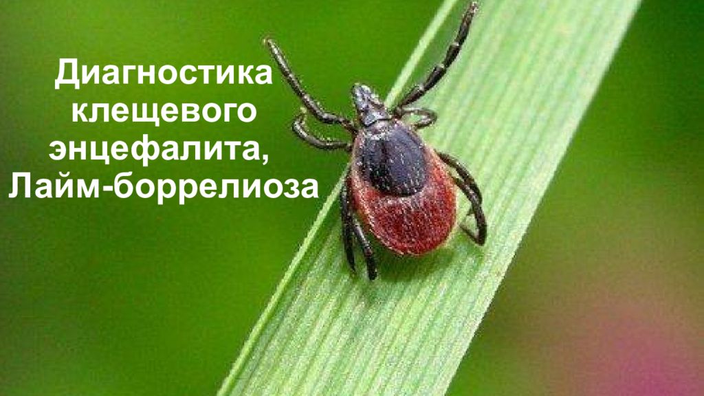 Диагностика клещевого энцефалита, Лайм- боррелиоза