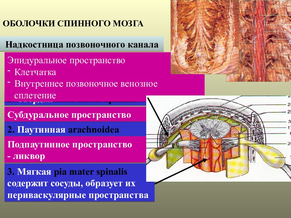 Мягкая оболочка спинного. Оболочки спинного мозга. Пространства спинного мозга. Субарахноидальное пространство спинного мозга. Подпаутинное пространство спинного мозга.