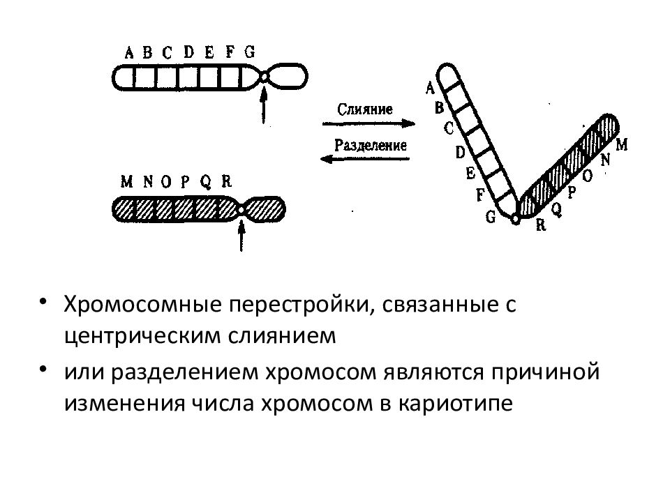 Имена связанные с перестройкой. Центрическая хромосома. Разделение хромосом. Перестройки связанные с изменением числа хромосом. Центрическое слияние хромосом.