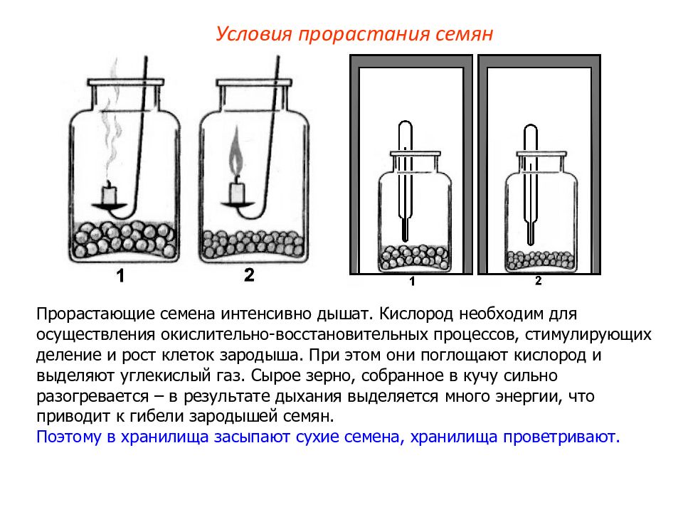 Рассмотрите внимательно рисунок 34 объясните что произошло с семенами гороха