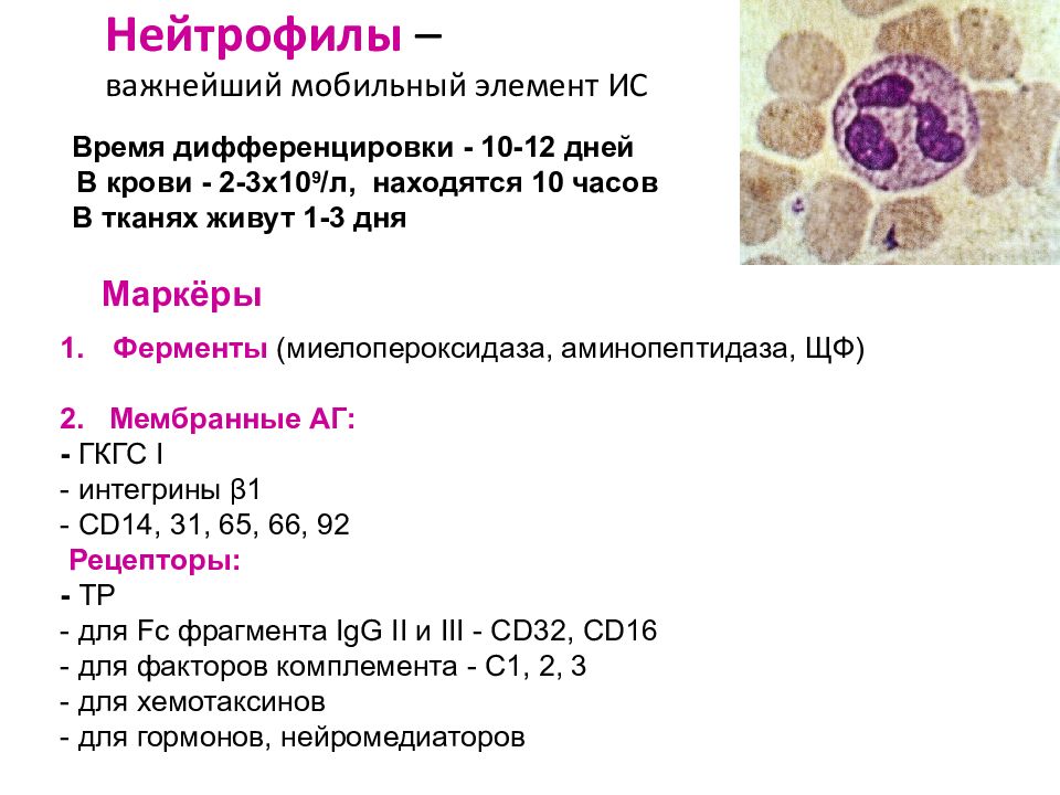 Нейтрофилы это. Мембранные маркеры нейтрофилов. Характеристика нейтрофилов иммунология. CD маркеры нейтрофилов. Характеристика гранулоцитов иммунология.