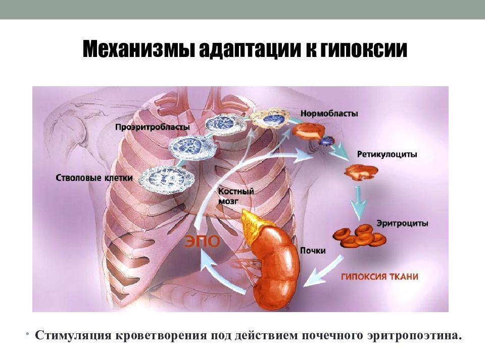 Гипоксия патология презентация