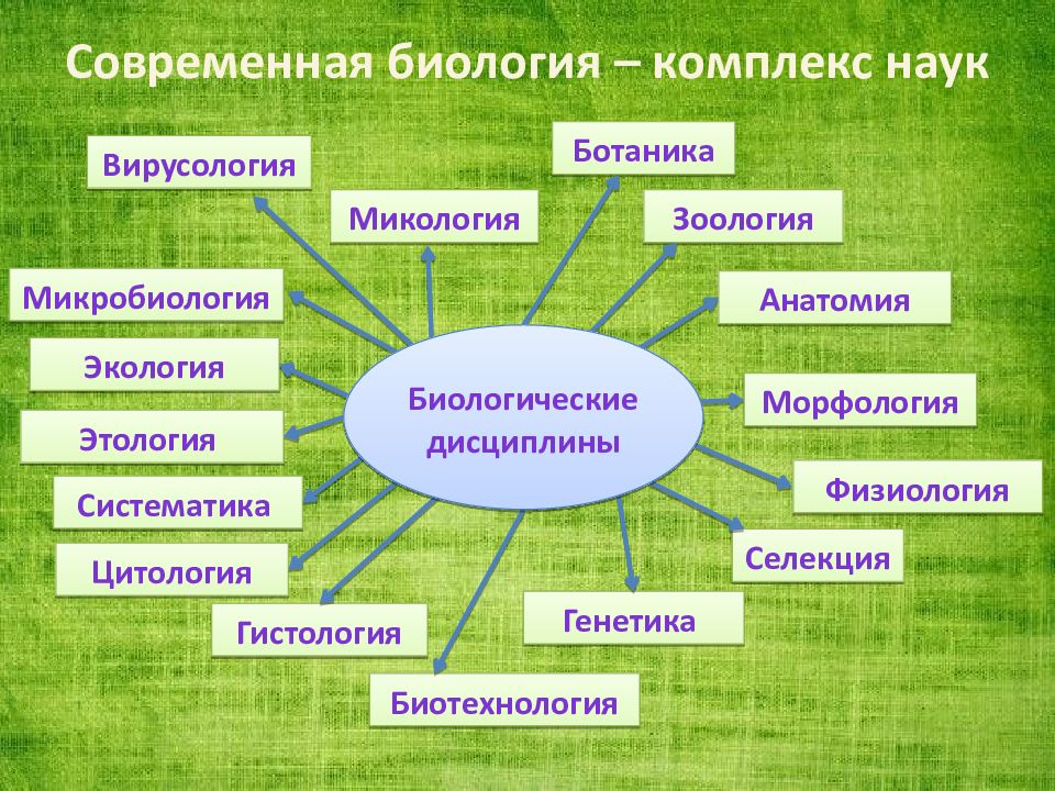 Учебный проект по биологии