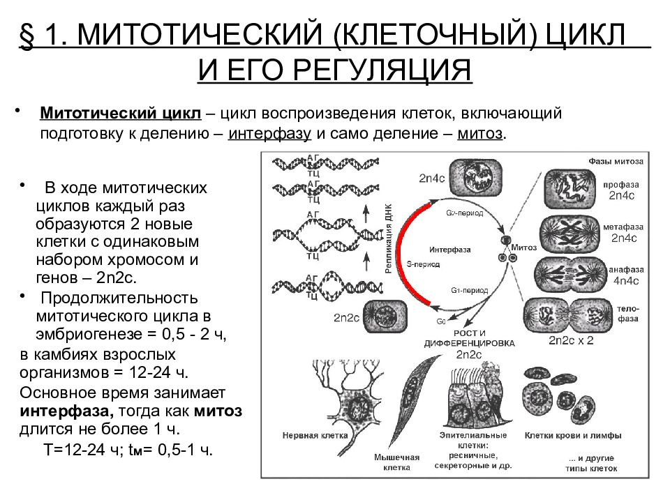 Митотическая активность клеток. Клеточный и митотический циклы. Регуляция митотического цикла. Митотический цикл соматической клетки. Регуляция митотической активности клеток.