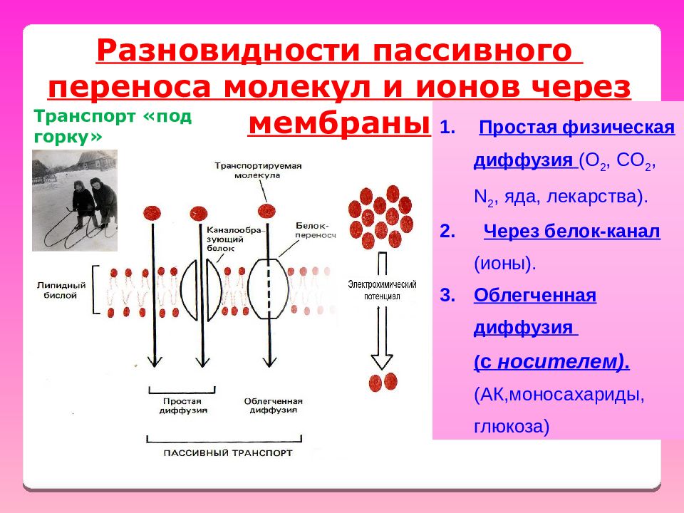 Белки каналы