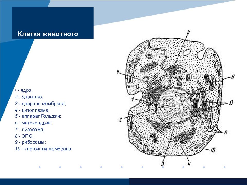 Клетка 10 класс. Строение ядра животной клетки рисунок. Клетка царства животных. Ядрышко животной клетки. Препарат животной клетки.