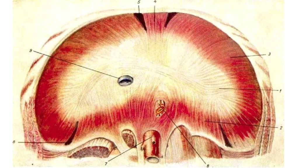 Строение диафрагмы и мышцы задней стенки живота