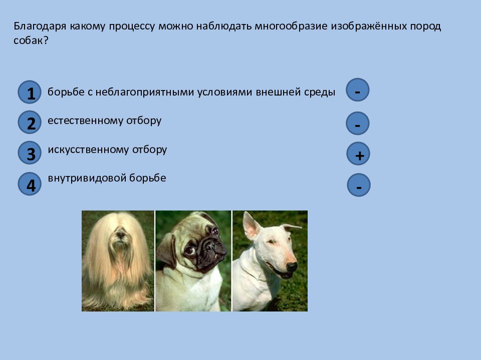 Благодаря какому. Благодаря какому процессу можно наблюдать многообразие пород собак. Благодаря каким свойствам животных достигли большого многообразия. Причины многообразия пород собак. Свойств животных 7 класса.