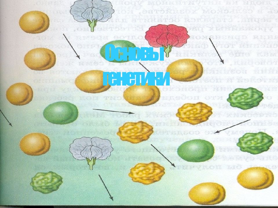 Основы генетики