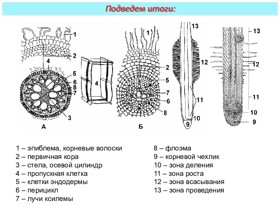 С чем связаны строения клетки корневого волоска. Строение ризодермы корня. Эпиблема корня строение. Строение корня ризодерма. Эпиблема ризодерма.