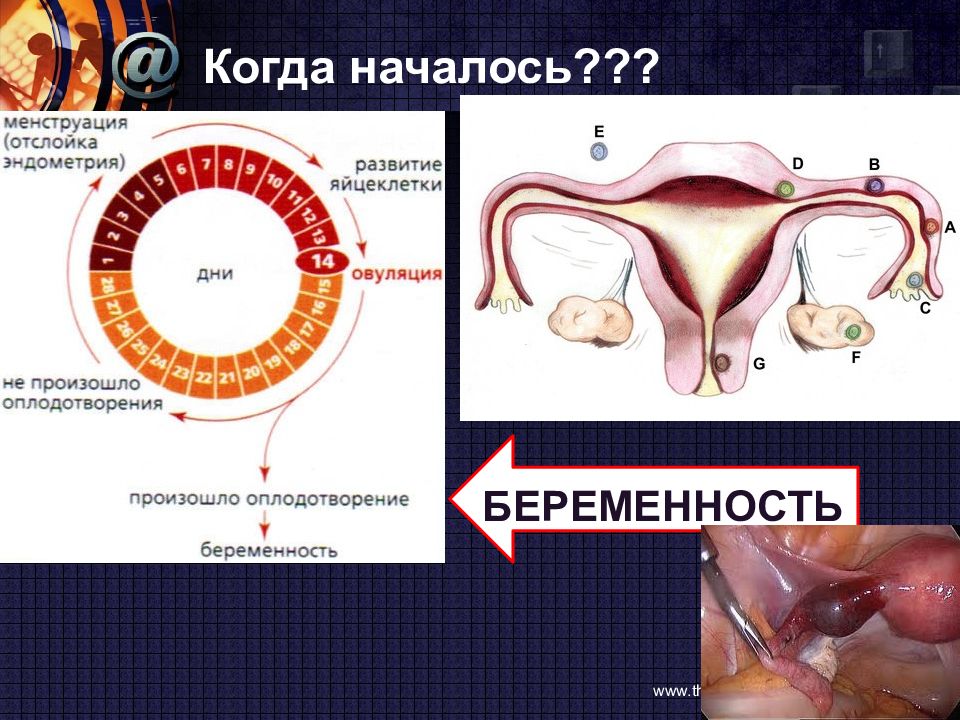 Овуляция картинки реальные