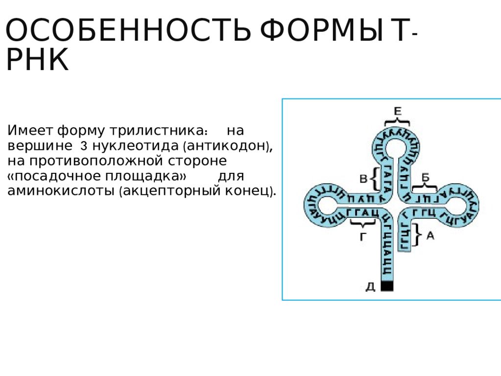 Антикодон состоит из нуклеотидов