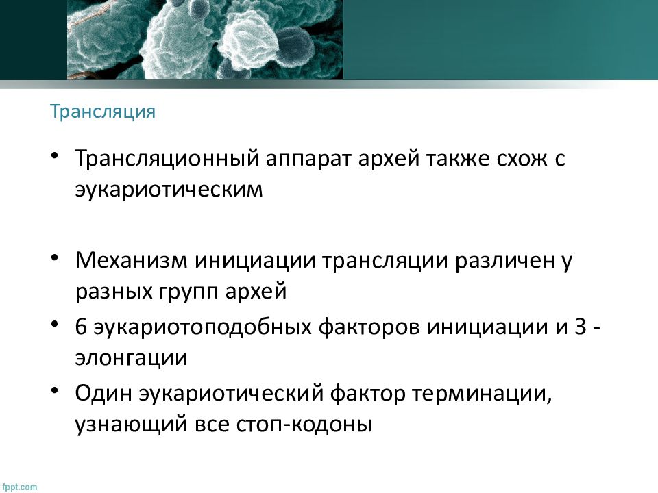 Главное событие архея. Архей презентация. Археи примеры. Группы Архей. Археи в биотехнологии.