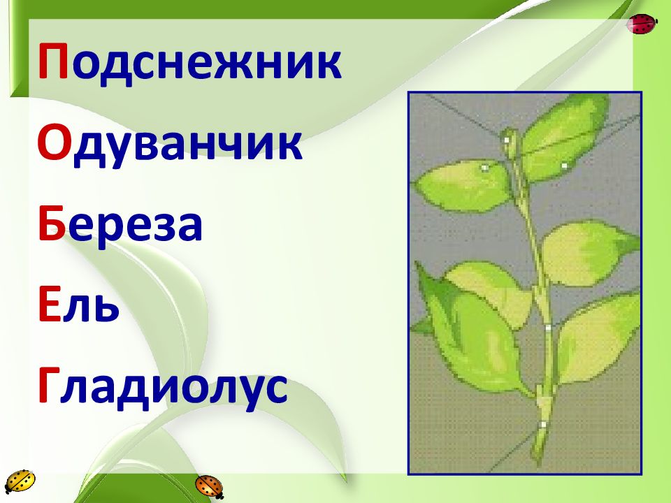 Побег презентация 6 класс