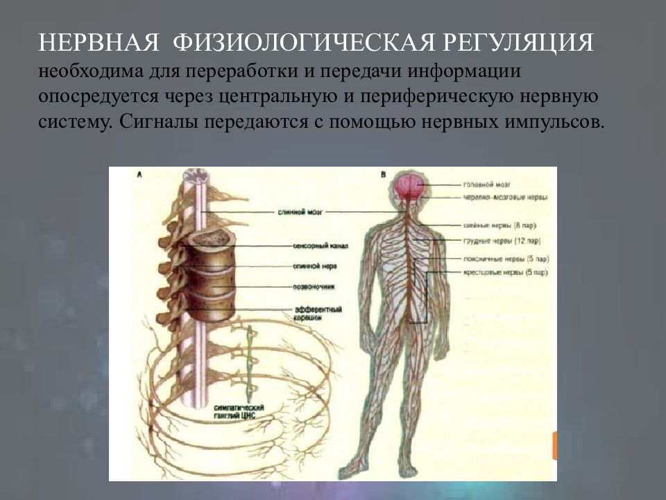 Что является сигналом нервной регуляции ответ. Физиологическая регуляция. Координационная деятельность ЦНС. Координационные функции ЦНС. Сигнальная форма регуляции деятельности.