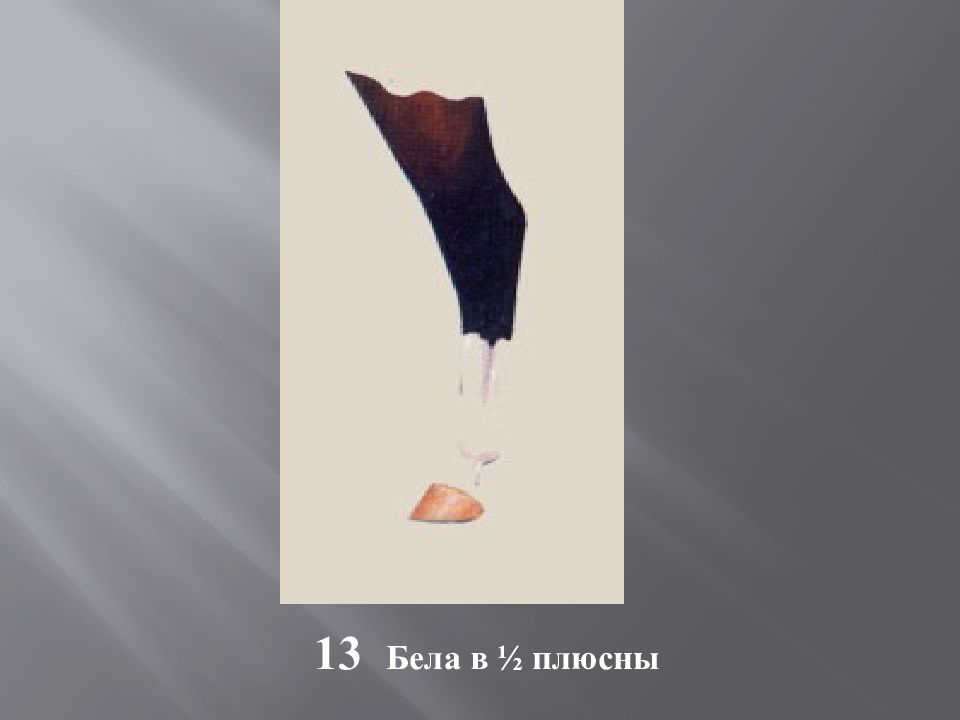 Масти и отметины у лошадей