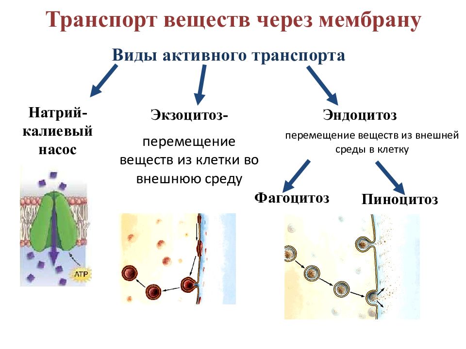 Транспорт натрия активный транспорт