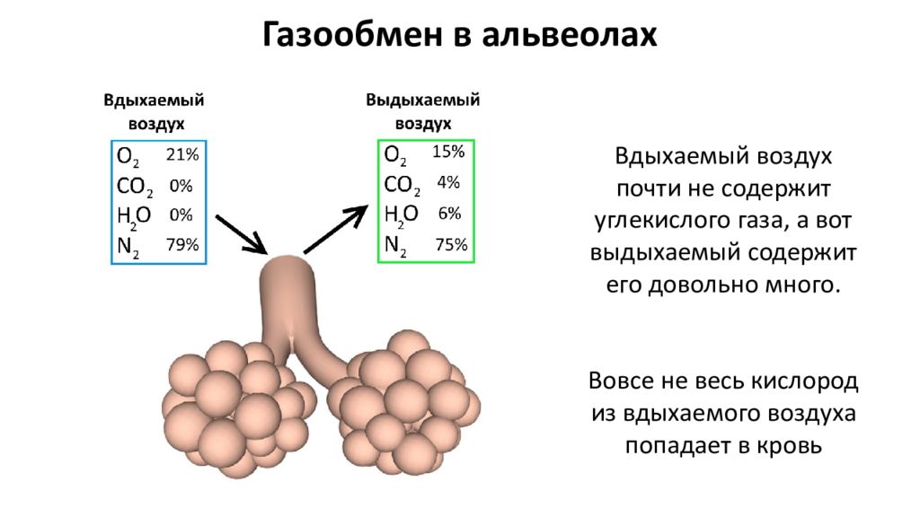 Презентация легкие газообмен в легких и других тканях 8 класс