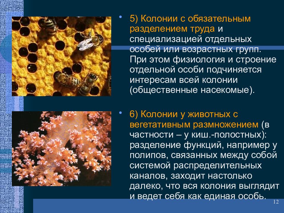 Колонии особей. Колониальные популяции. Разделение труда у общественных насекомых. Колониальный образ жизни животных. Колонии животных примеры.