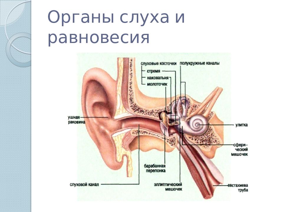 Обозначения органа. Евстахиева труба анатомия. Слуховой анализатор евстахиева труба. Строение органа слуха человека анатомия. Строение уха человека слуховая труба.