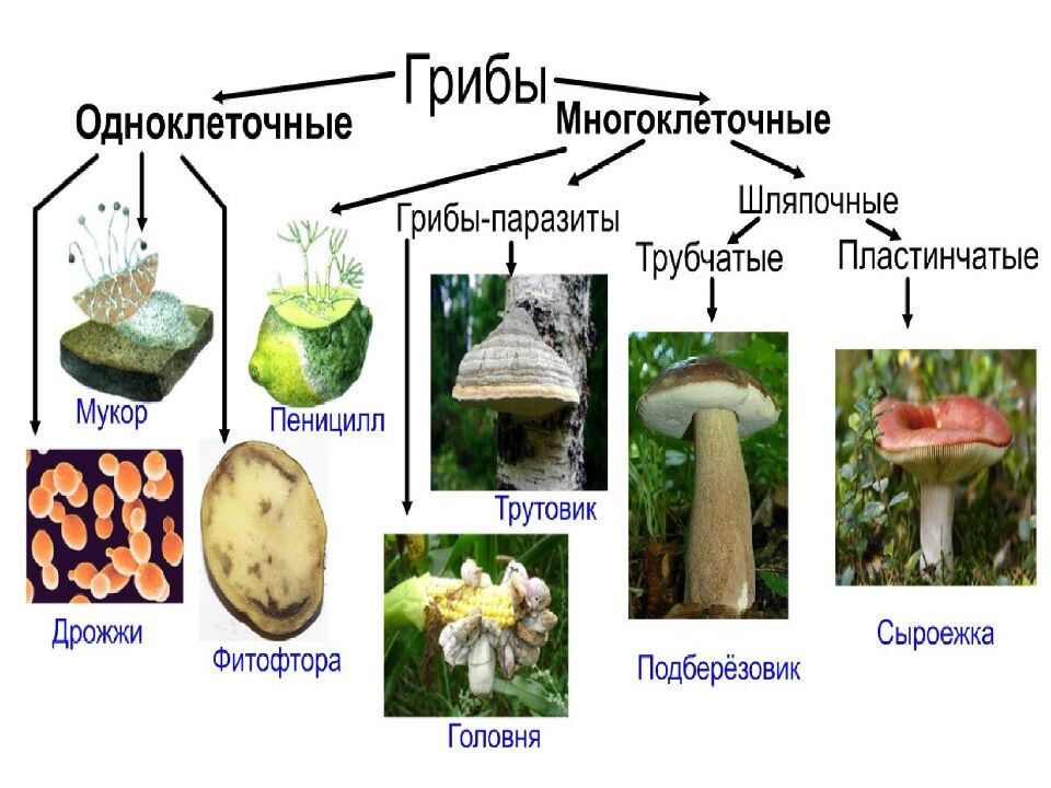 Грибы