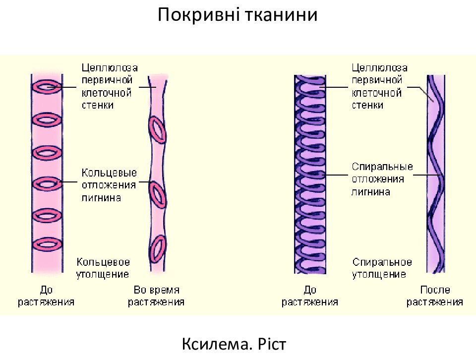 Проводящие элементы сосуды. Типы утолщений сосудов ксилемы. Типы сосудов протоксилемы. Сосуды ксилемы растений. Типы утолщения клеток ксилемы.