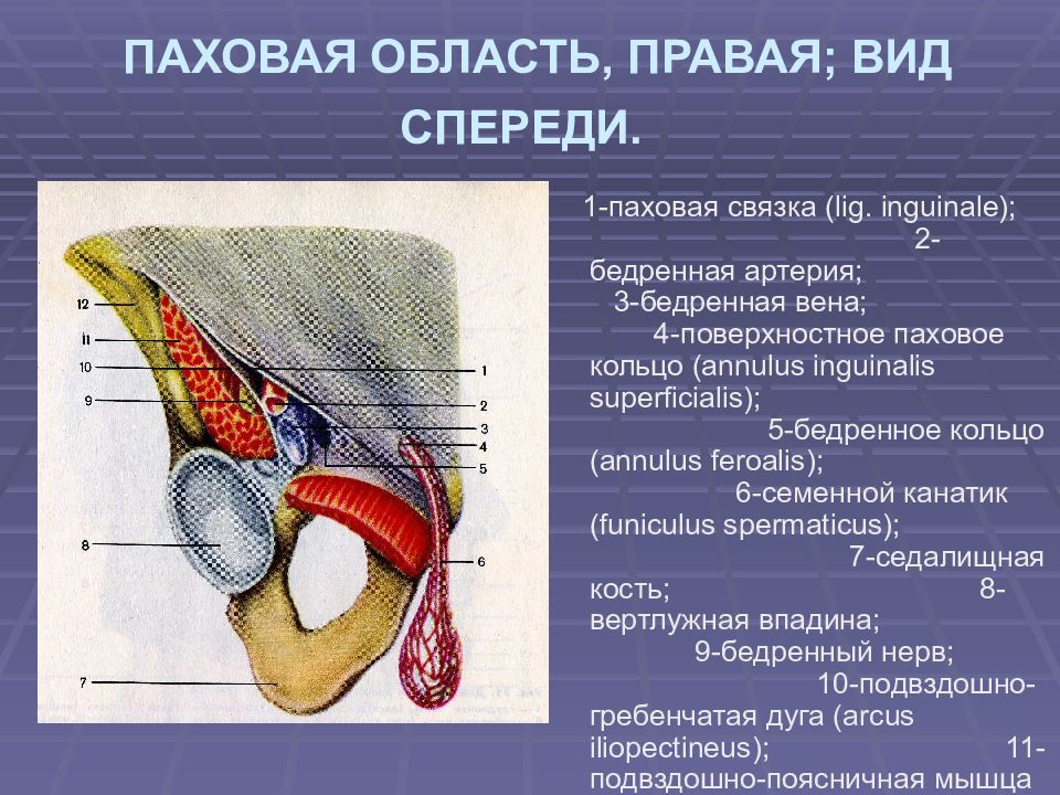 Паховая мышца