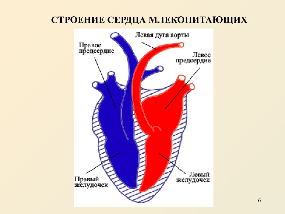Предсердие у животных. Схема строения сердца млекопитающих. Структура сердца млекопитающих. Внутреннее строение сердца млекопитающих. Строение сердца млекопитающих 7 класс.