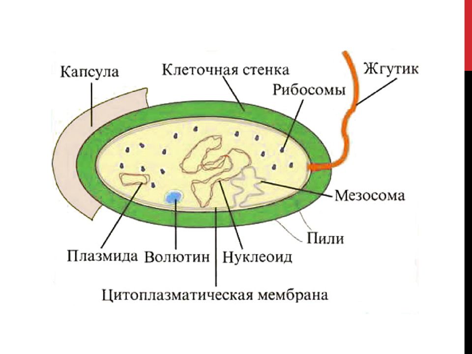 Ядерное вещество у бактерий расположено в. Строение кисломолочных бактерий. Биология 5 класс модель бактериальной клетки строение. Строение капсулы бактериальной клетки. Строение бактериальной клетки пили.