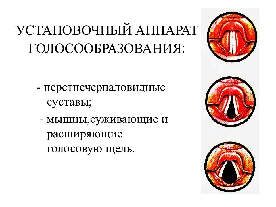 Механизм голосообразования. Мышцы суживающие и расширяющие голосовую щель.