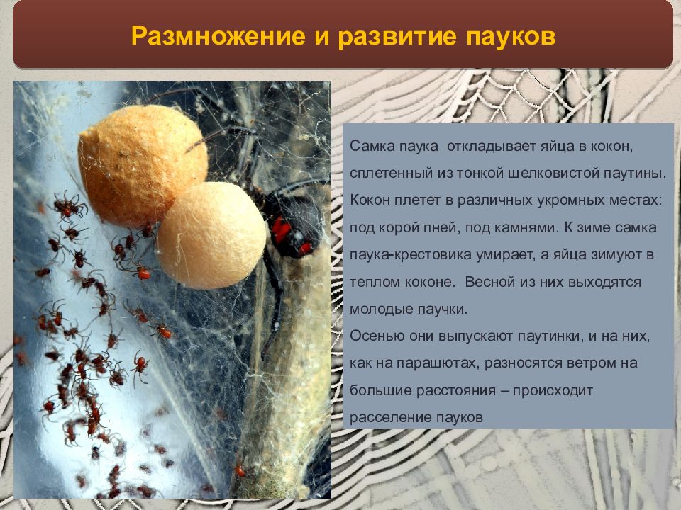 Класс паукообразные размножение