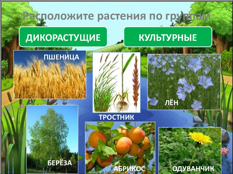 Разнообразие распространение значение растений 5 класс презентация