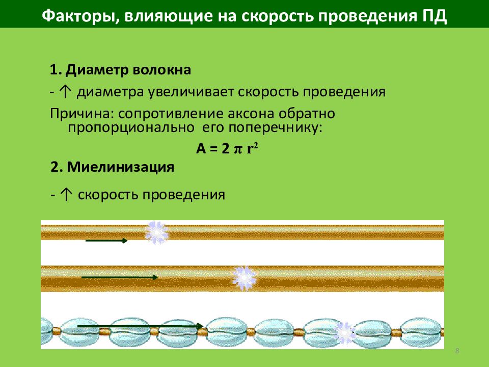 Скорость проведения. Факторы определяющие скорость распространения потенциала действия. Факторы, влияющие на скорость проведения возбуждения.. Факторы, влияющие на скорость распространения возбуждения.. Факторы влияющие на скорость проведения нервного импульса.