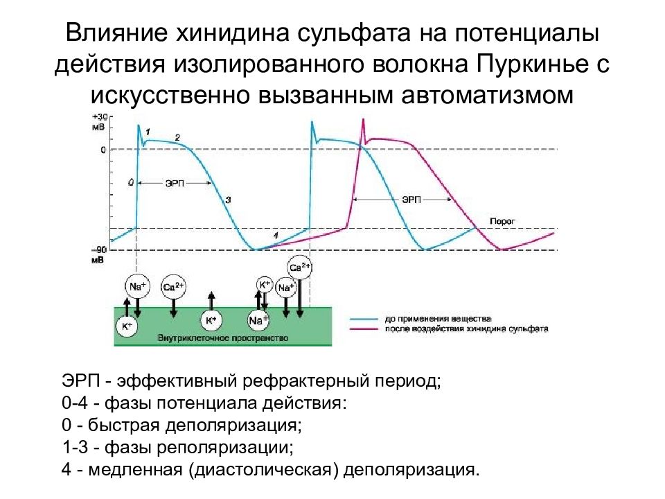 эффективный рефрактерный период