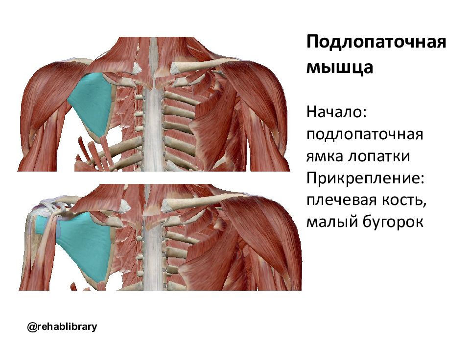 Подлопаточная ямка. Подлопаточная мышца плечевого пояса. Крепление подлопаточной мышцы. Подлопаточная мышца анатомия. Подлопаточная мышца плеча функции.