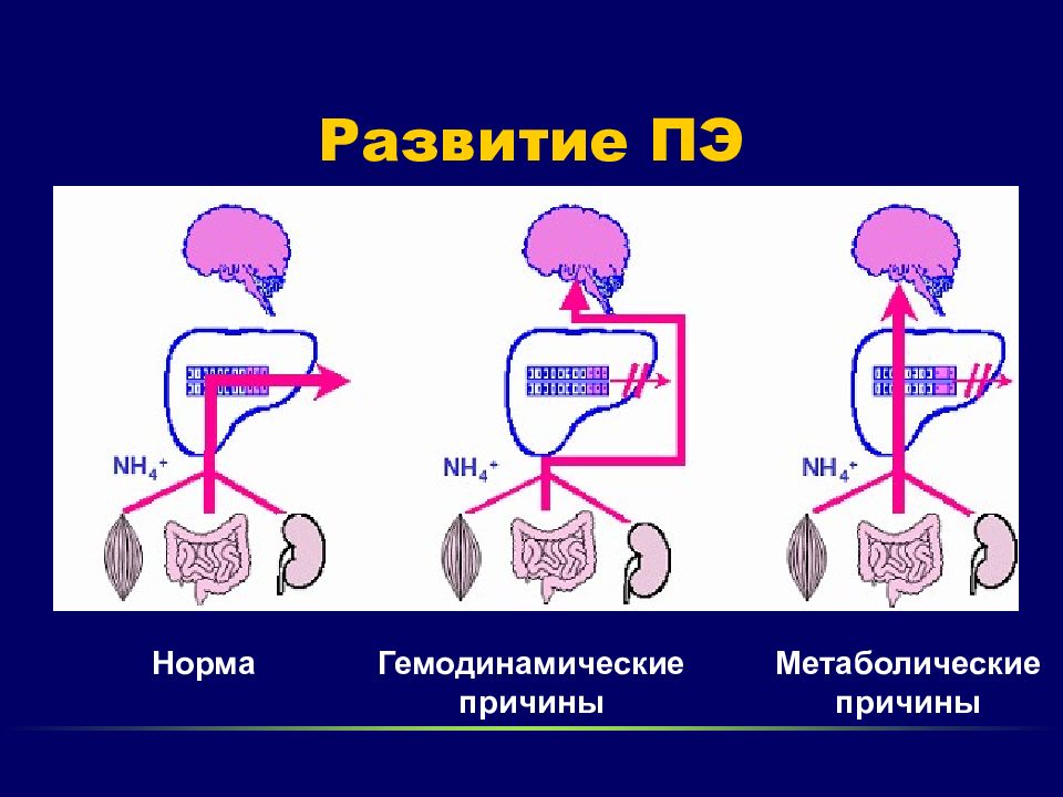 Развитие 30. Гемодинамические и метаболические расстройства. Норма дефектов.