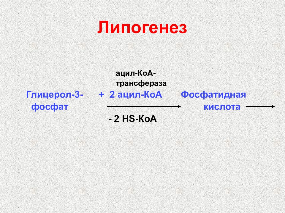 Липогенез. Липогенез биохимия схема. Липогенез ацил-КОА. Липогенез биохимия реакции. Липолиз и липогенез.