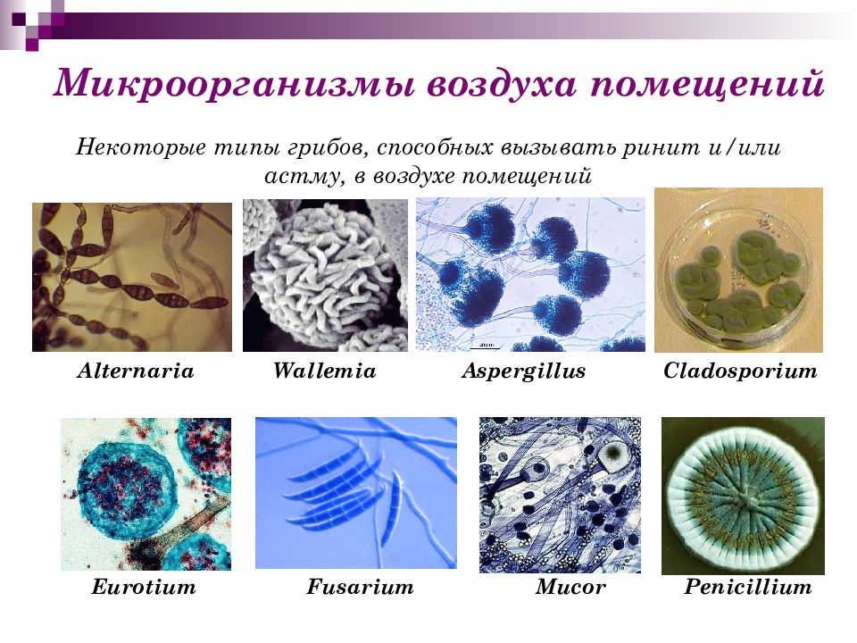 Микроорганизмы воздуха помещений. Микроорганизмы воздуха микробиология. Какие бактерии в воздухе. Микроорганизмы обитающие в воздухе. Виды микрофлоры воздуха.