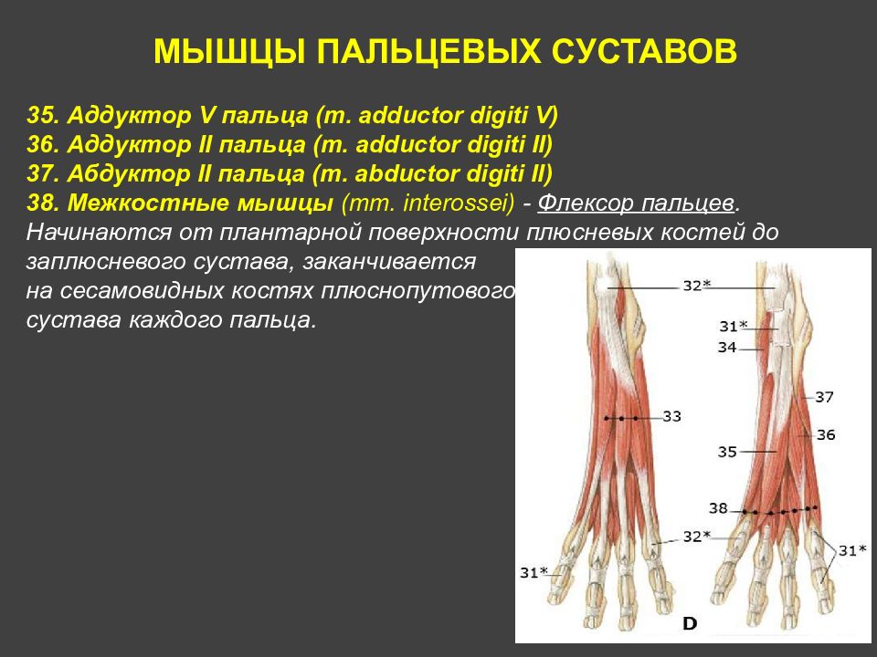 Мышцы пальцев. Мышцы пальцевых суставов. Мышцы мизинца.