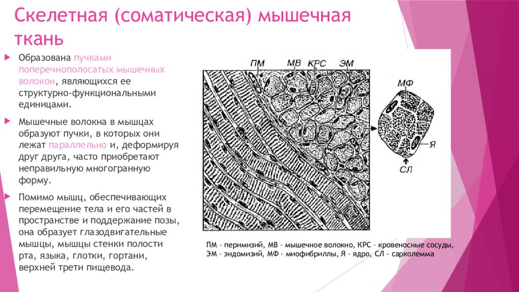 строение гладкой мышечной ткани структура. соматическая мышечная ткань. поперечно полосатая мышечная ткань строение рисунок. поперечно-полосатая скелетная мышечная ткань. поперечно полосатая скелетная мышечная ткань железный гематоксилин.