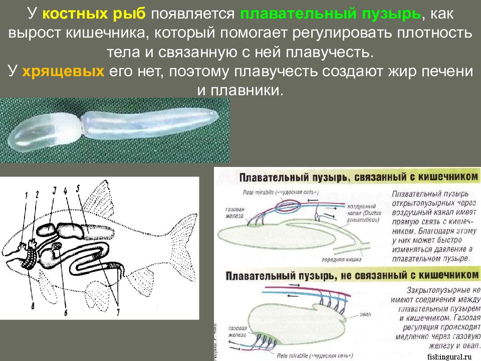 Костные рыбы пузырь