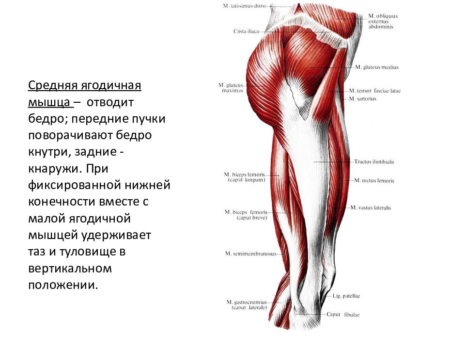 Сокращается мышца бедра