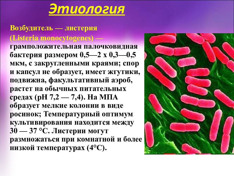 Хиликтабактери что это. Listeria monocуtogenes (листерии). Бактерия Listeria monocytogenes. Listeria monocytogenes (листерии). Стрептобактерии палочковидные.