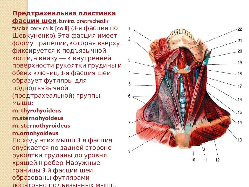 Фасции шеи схема