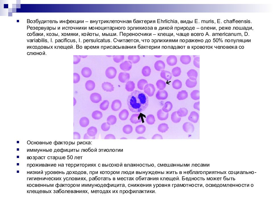 Эрлихиоз презентация инфекционные болезни