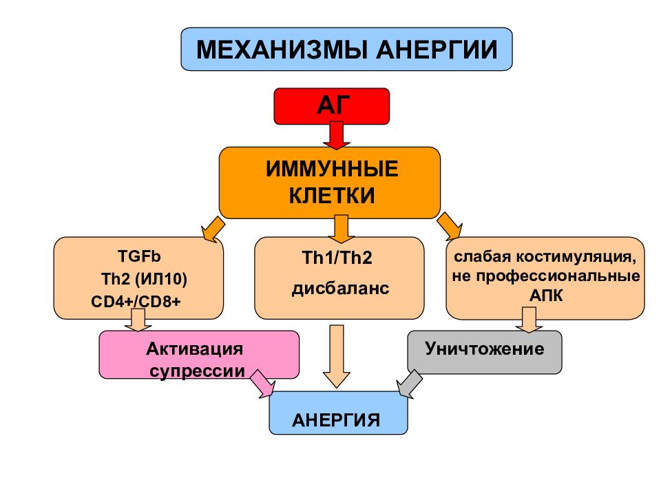 Презентация иммунологическая память