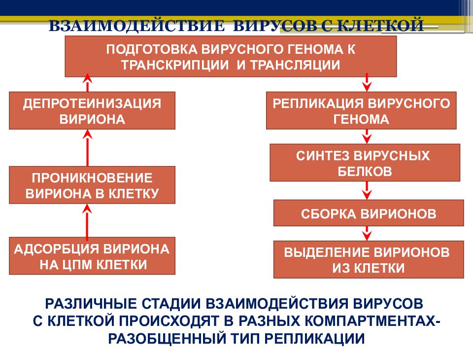 Подготовка клетки. Депротеинизация. Депротеинизация вируса это. Этапы проникновения и депротеинизации вируса. Депротеинизация микробиология.